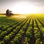 Quantidade Ideal de Roundup para 5 Litros de Água