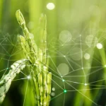 Dosagem Correta de Gramoxone por Litro de Água