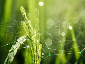 Dosagem Correta de Gramoxone por Litro de Água