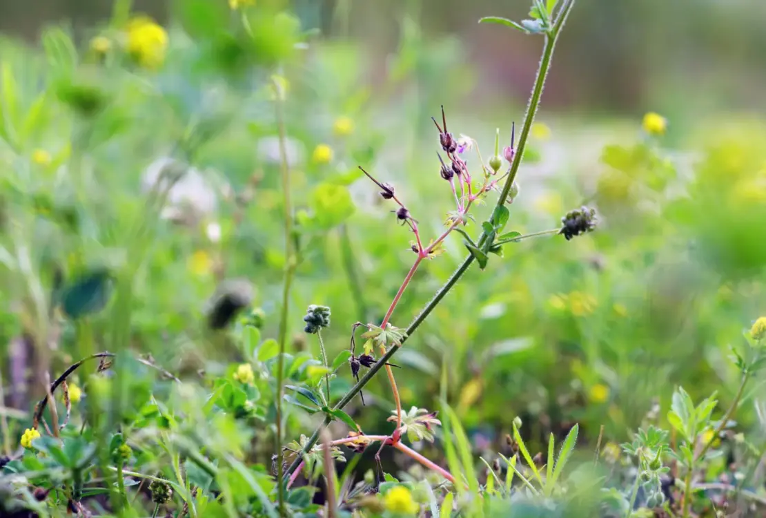 Como é feito o controle preventivo das plantas daninhas
