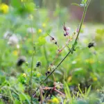 Como é feito o controle preventivo das plantas daninhas