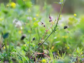 Como é feito o controle preventivo das plantas daninhas